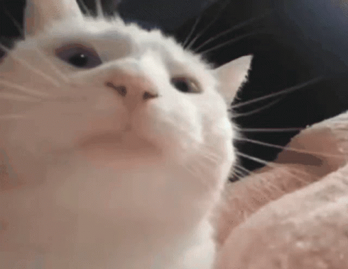 vibing kitty